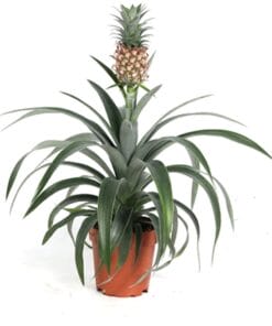 Ananas Corona ↕40Cm - Ø12Cm