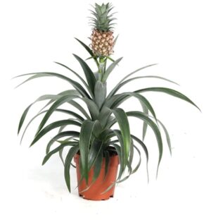 Sierananas (Ananas comosus 'Corona') – met echte decoratieve – ±40 cm
