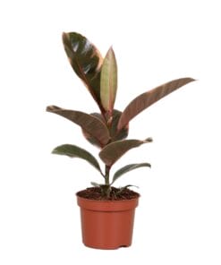 Ficus elastica 'Belize' ↕30Cm - Ø12Cm