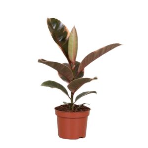 Ficus 'Belize' kamerplant – bontbladig met roze, crème en groen – ±30 cm