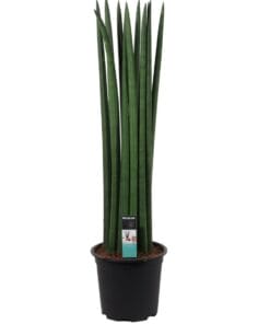 Sansevieria Cylindrica straight ↕55Cm - Ø17Cm