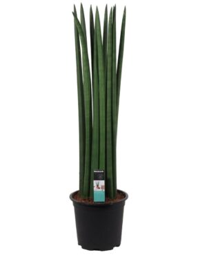Sansevieria Cylindrica straight – makkelijke kamerplant – ±55 cm