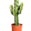 Euphorbia cactus (Erytrea) ↑ 70 cm ⌀ 19