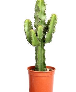 Euphorbia cactus (Erytrea) ↑ 70 cm ⌀ 19