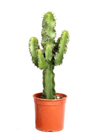Euphorbia cactus (Erytrea) – indrukwekkende schijncactus – ±70 cm
