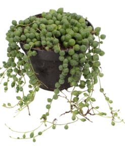 Senecio Rowleyanus of Erwtenplant