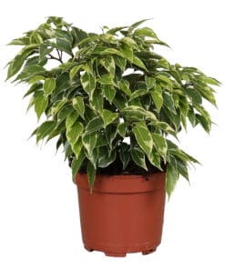 Ficus benjamina Kinky ↑ 27 cm ⌀ 12