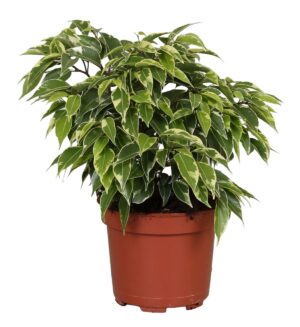Ficus benjamina Kinky – bont geglansd blad – ±27 cm