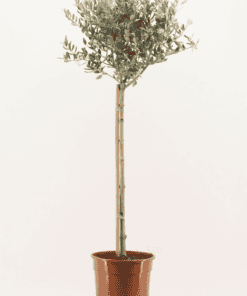 Olea op stam ↑ 110 cm ⌀ 21