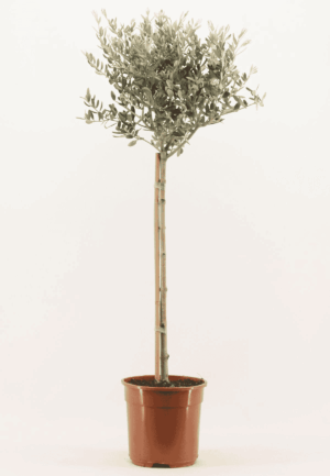 Olijfboom op stam (Olea europaea) – mediterrane sfeermaker – ±110 cm