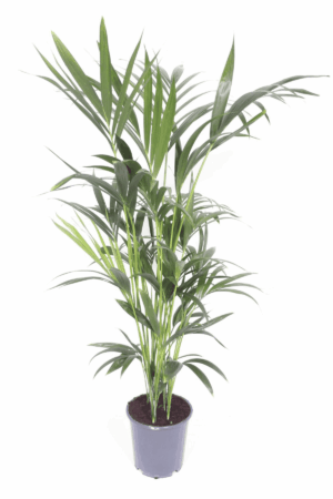 Kentia Palm (Howea forsteriana) – elegante kamerpalm uit Australië – ±170 cm