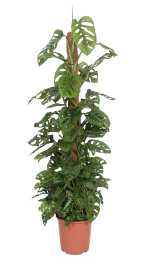 Monstera Monkey Leaf (with mosstok) - P27 H160