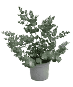 Eucalyptus Gunnii ↑ 50 cm ⌀ 19