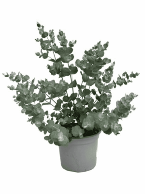 Eucalyptus – grijsgroene bladeren met zilverachtige glans – ±50 cm