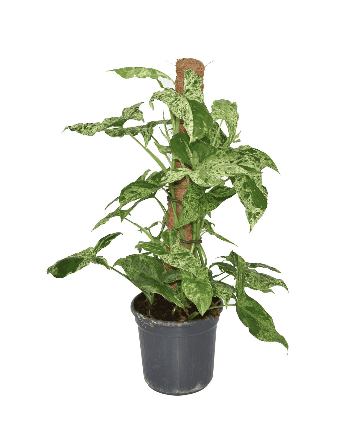 Syngonium Mottled (met mosstok) ↑ 75 cm ⌀ 16