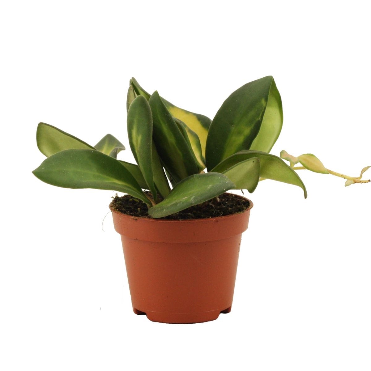 Hoya Burtoniae variegata ↑ 7 cm ⌀ 6