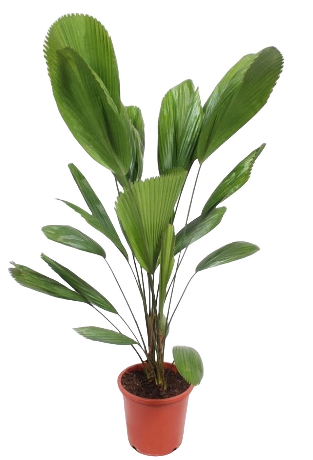 Licuala Grandis ↑ 130 cm ⌀ 27