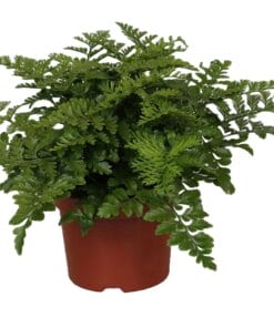 Asplenium Parvati ↑ 25 cm ⌀ 12