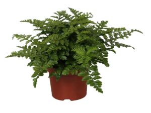 Asplenium Parvati (nestvaren) – fijnbladig met glanzend diepgroen blad – ±25 cm