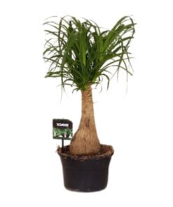 Beaucarnea Nolina - Ø19 ↕60