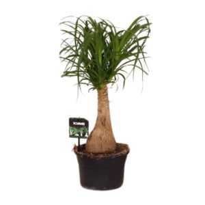 Beaucarnea (Olifantspoot) – robuuste kamerplant met opvallende bolvoet – pot 19 cm