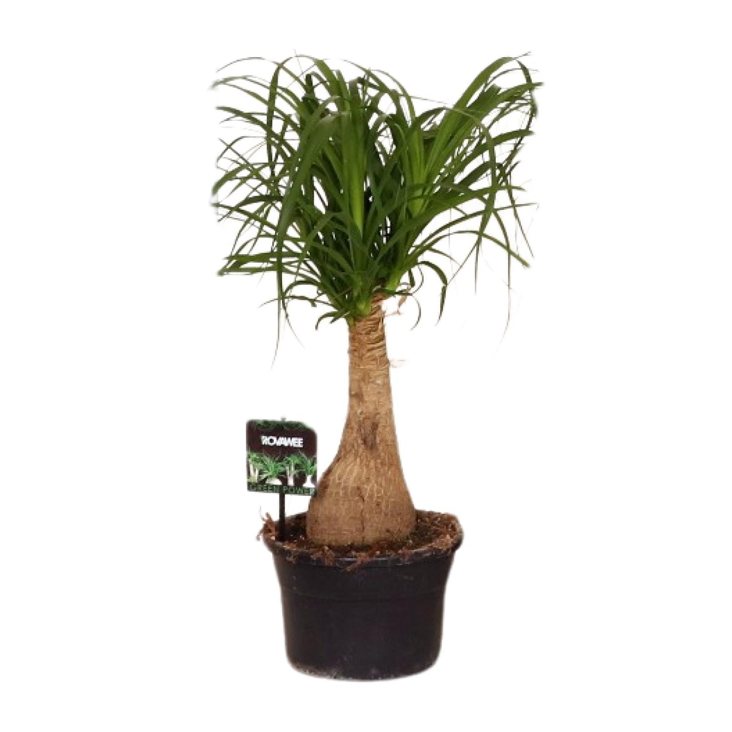 Beaucarnea Nolina - Ø19 ↕60