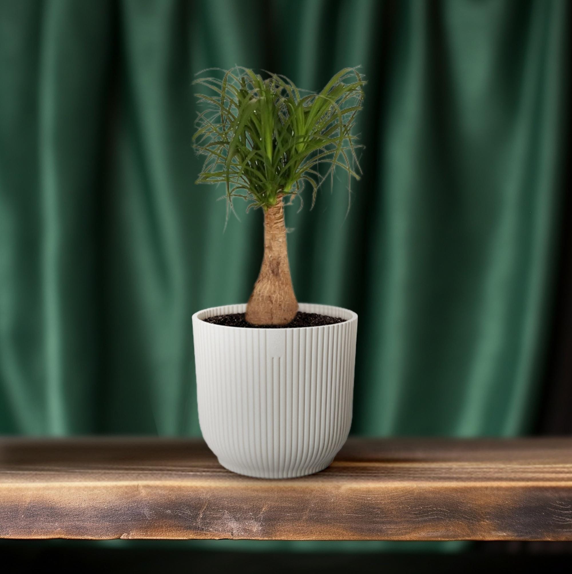 Beaucarnea Nolina - Ø19 ↕60 - Afbeelding 6