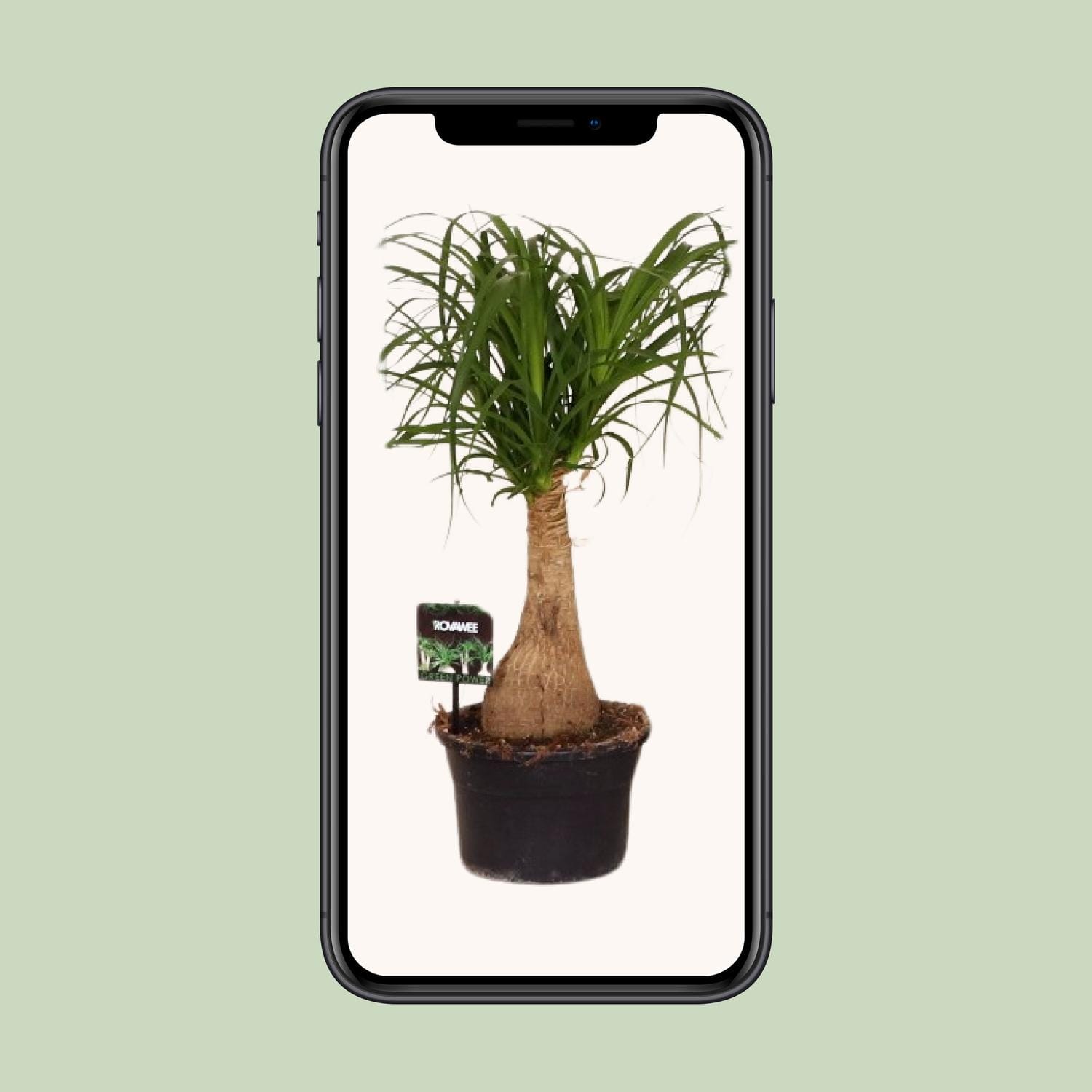 Beaucarnea Nolina - Ø19 ↕60 - Afbeelding 9