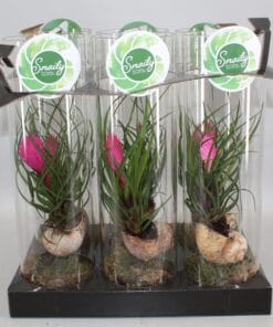 Tillandsia Cyanea - Ø11 ↕38