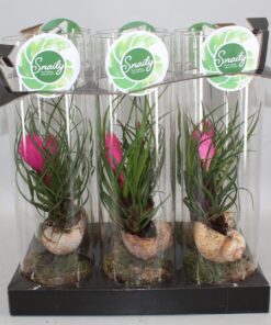 Tillandsia Cyanea - Ø11 ↕38