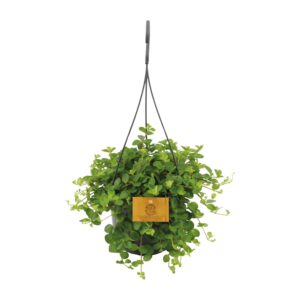 Peperomia Rotundifolia – glanzend blad, makkelijk voor beginners – ±15 cm
