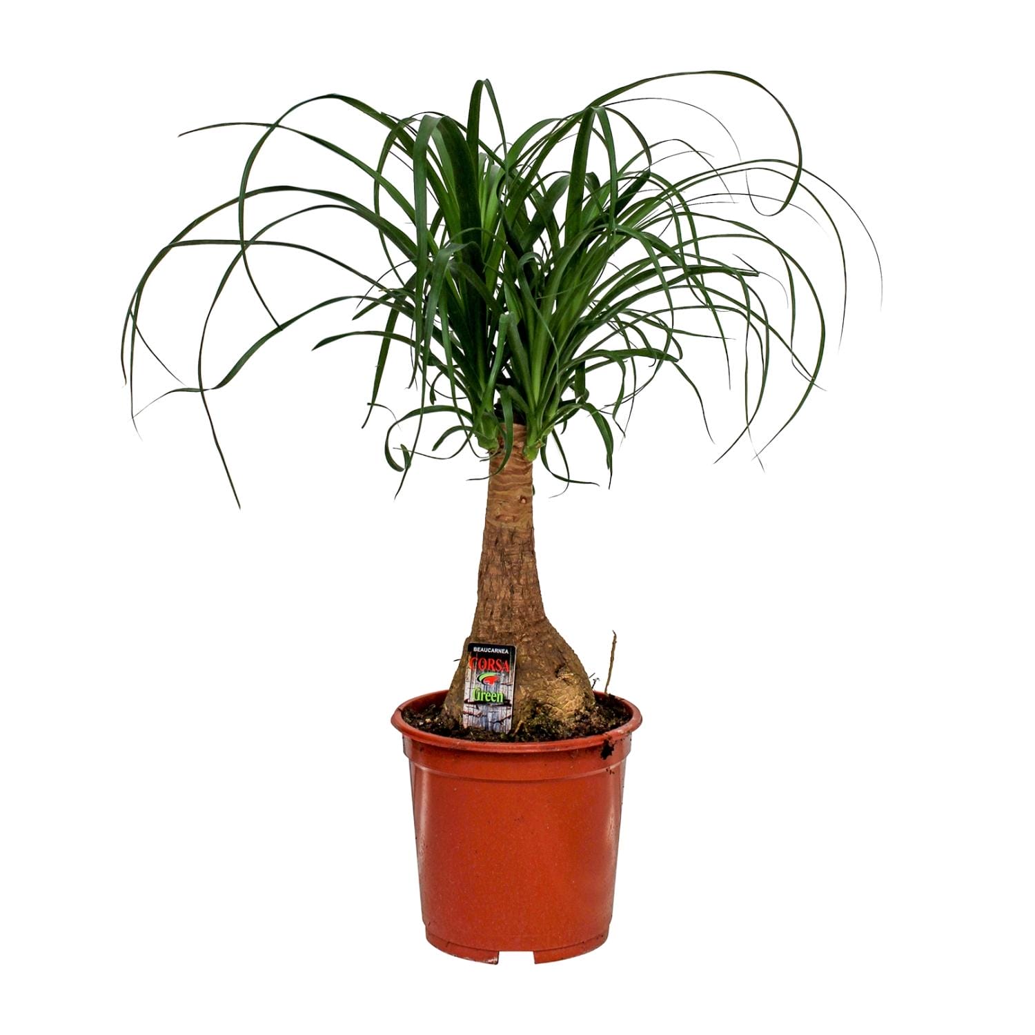 Beaucarnea Nolina - Ø19Cm - ↕60Cm
