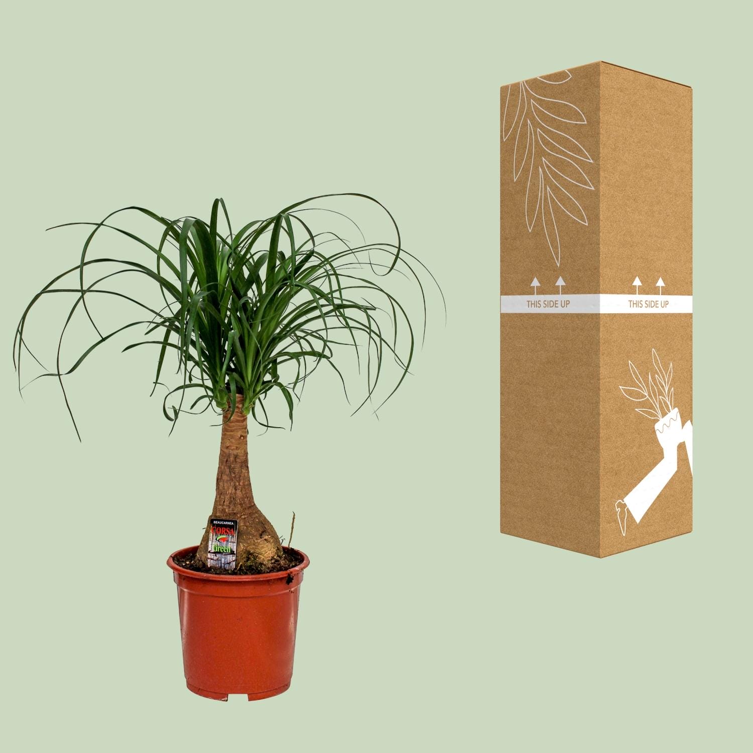 Beaucarnea Nolina - Ø19Cm - ↕60Cm - Afbeelding 3