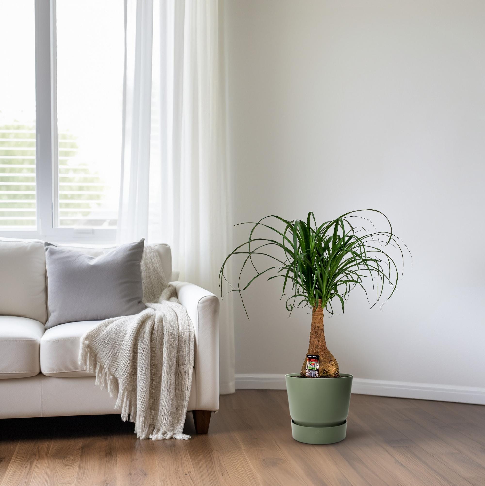 Beaucarnea Nolina - Ø19Cm - ↕60Cm - Afbeelding 6