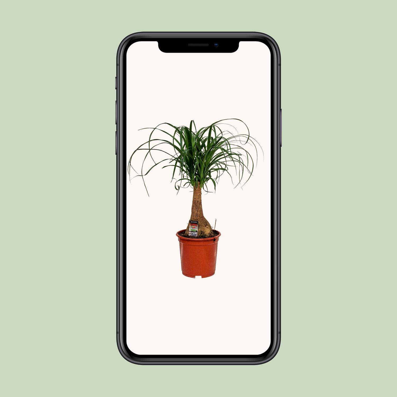 Beaucarnea Nolina - Ø19Cm - ↕60Cm - Afbeelding 9