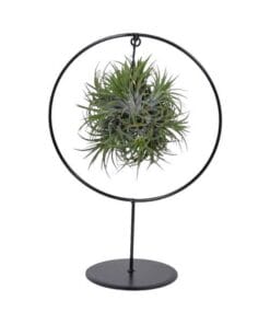 Tillandsia Ring Mix (Medium) - Ø17Cm - ↕30Cm