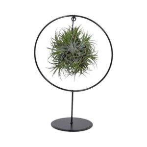 Tillandsia Ring Mix – luchtplant zonder aarde – ±17 cm