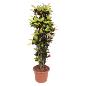 Codiaeum Iceton (Croton) – kleurrijk bontblad in geel, goud en groen – pot 45 cm, ±190 cm