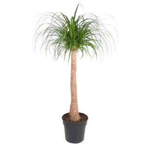Beaucarnea (Olifantspoot) – indrukwekkende stam – pot 32 cm, ±130 cm