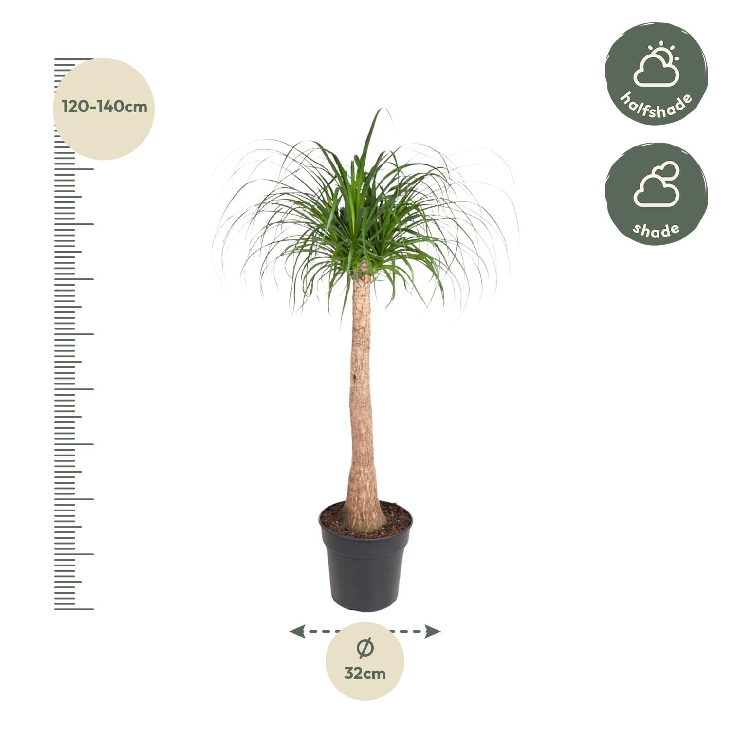 Beaucarnea Stam - 130 Cm - Ø32 - Afbeelding 2