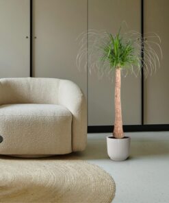 Beaucarnea Stam - 130 Cm - Ø32 - Afbeelding 4
