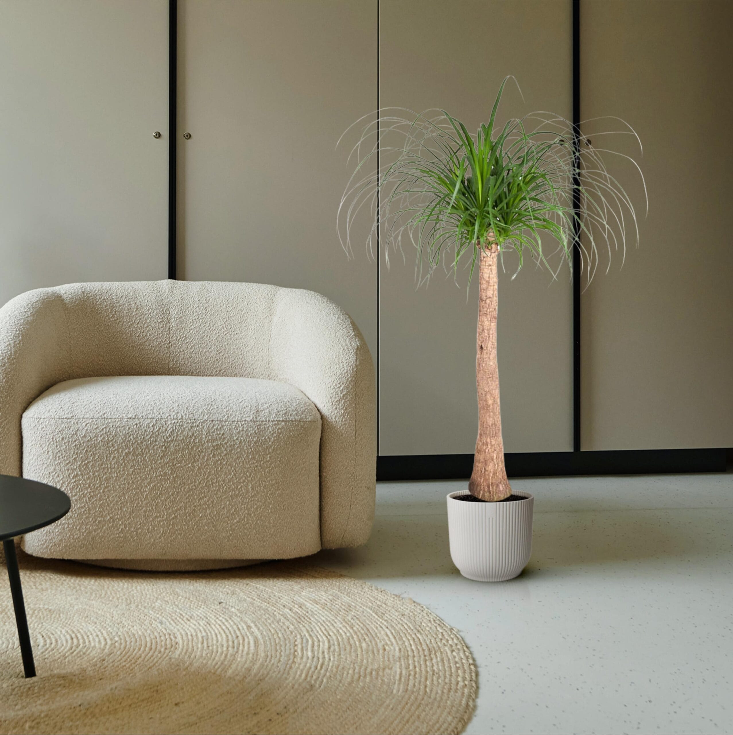 Beaucarnea Stam - 130 Cm - Ø32 - Afbeelding 4