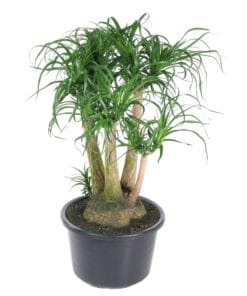 Beaucarnea Vertakt - 110 Cm - Ø41