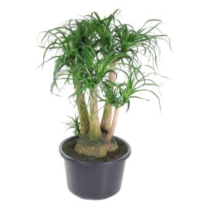 Beaucarnea (Olifantspoot) – vertakte stam met waterreservoir – pot 41 cm, ±110 cm