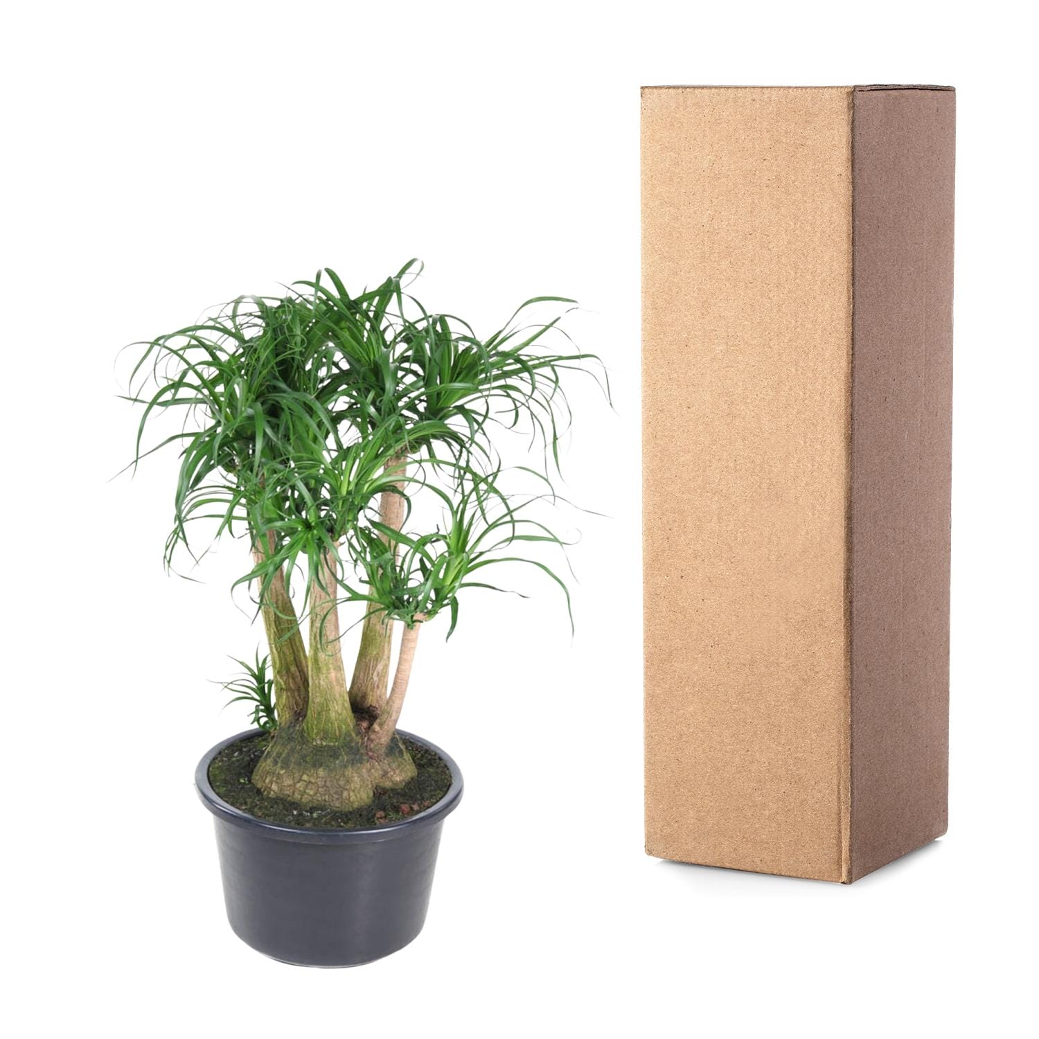 Beaucarnea Vertakt - 110 Cm - Ø41 - Afbeelding 3