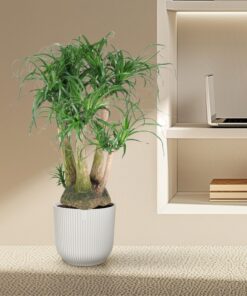 Beaucarnea Vertakt - 110 Cm - Ø41 - Afbeelding 4