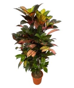 Codiaeum (Croton) Iceton Vertakt - 120 Cm - Ø24Cm