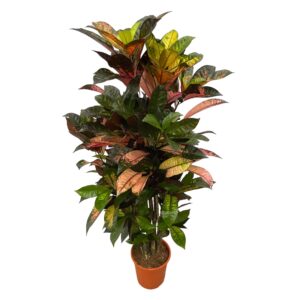 Codiaeum Iceton vertakt – kleurrijke kamerplant met vertakte groei – ±120 cm