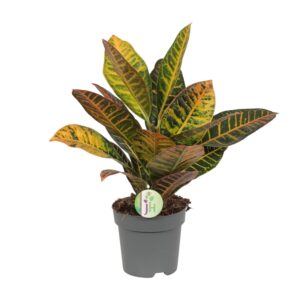 Croton (Codiaeum variegatum 'Petra') – kamerplant – ±17 cm