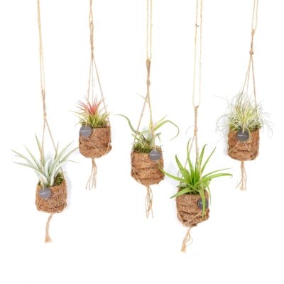 Kokodama Birdnest Tillandsia Mix - 8 Stuks - Ø7Cm - ↕5Cm